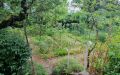 31a Garten