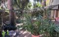 53 Garten